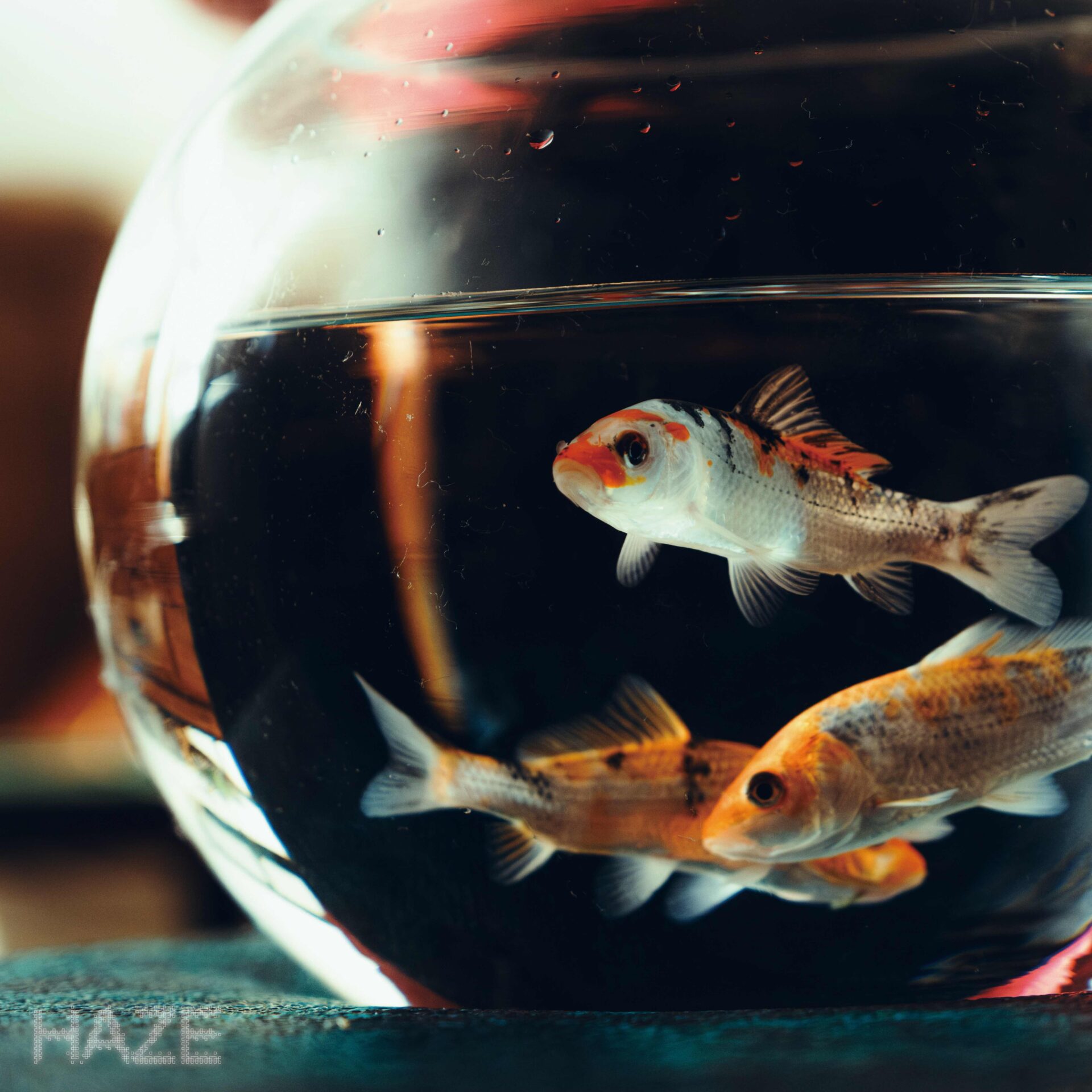『HAZE』ジャケット